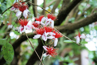10 PINEAPPLE GUAVA Fruit Acca Guavasteen Brazilian or Fig Guava Feijoa Sellowiana Pink Red Flower Tree Shrub Seeds