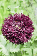 250 BLACK Swan PEONY POPPY Papaver Somniferum Dark Burgundy Double Flower Seeds