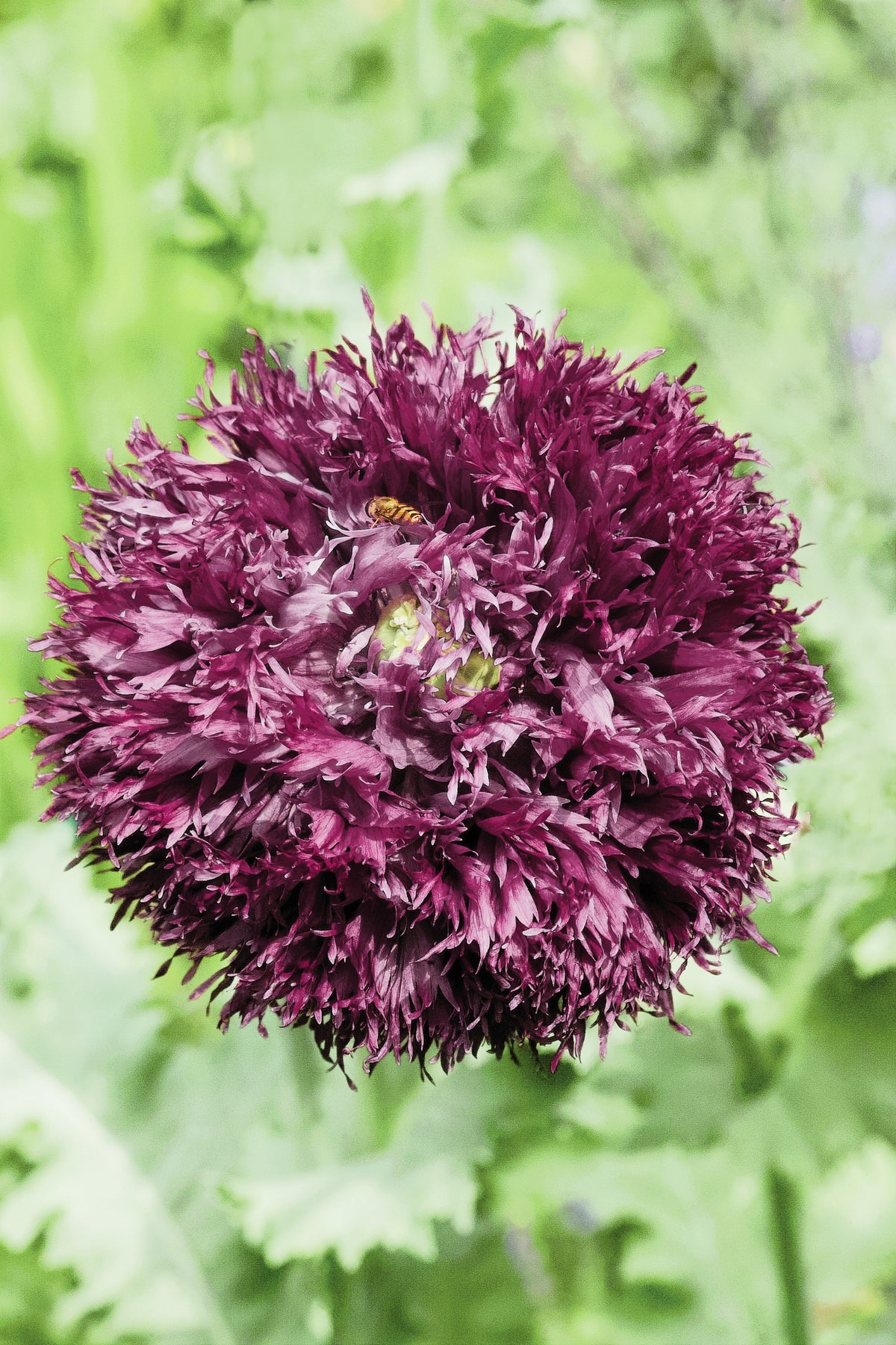 250 BLACK Swan PEONY POPPY Papaver Somniferum Dark Burgundy Double Flower Seeds