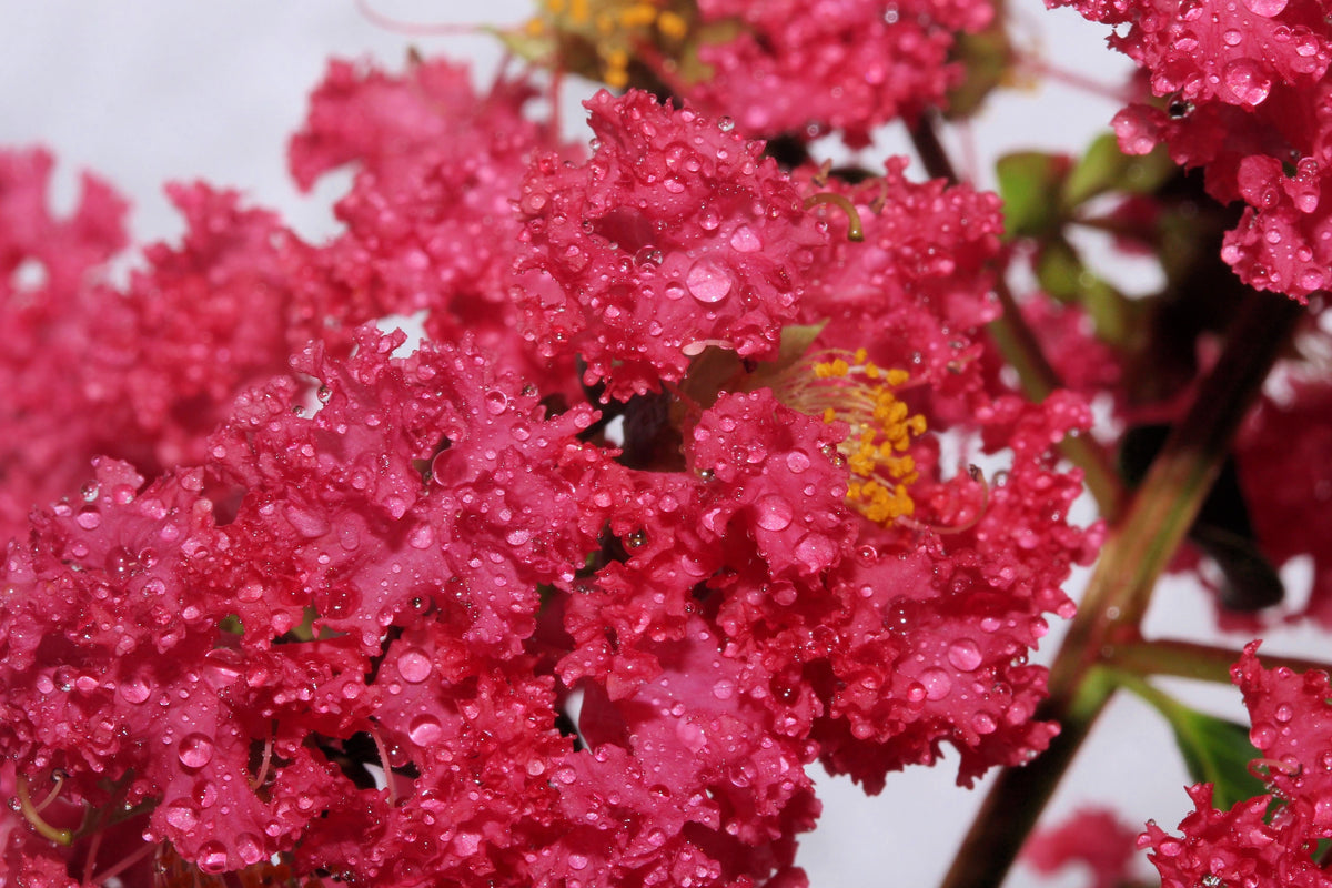 35 Dark PINK CREPE MYRTLE Lagerstroemia Indica Flowering Shrub Bush Small Tree Seeds