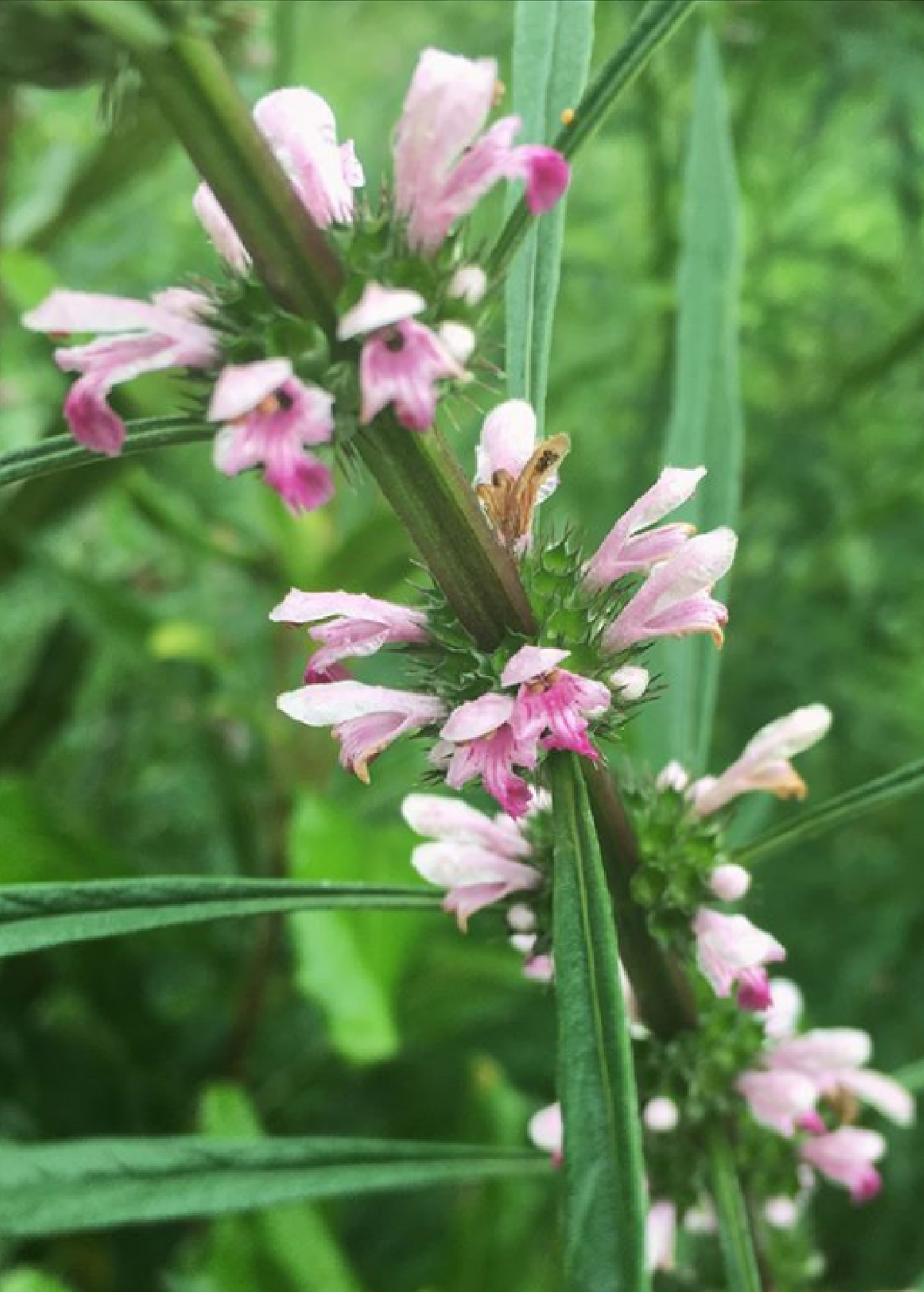 Siberian Motherwort (Leonurus sibiricus)
