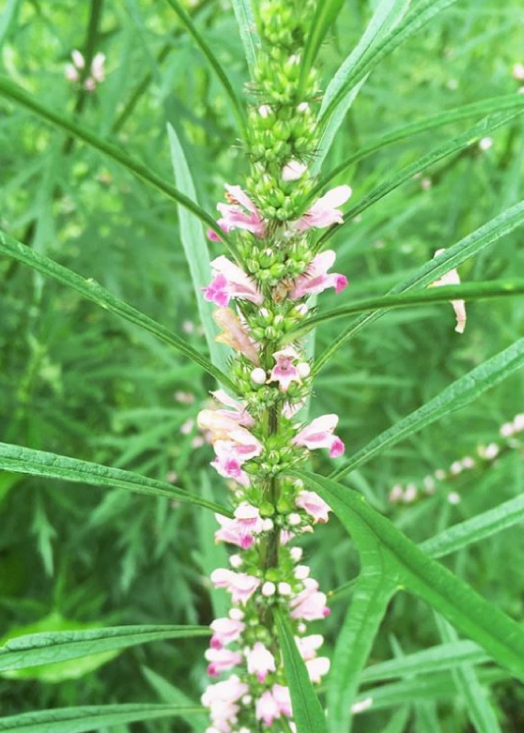 Siberian Motherwort (Leonurus sibiricus)