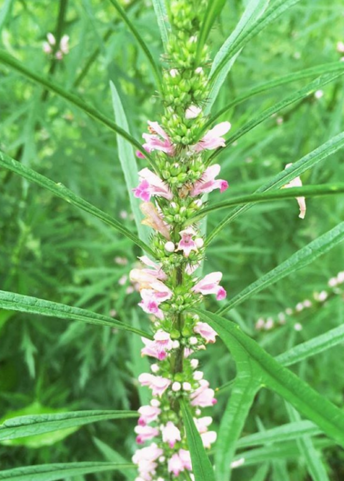 Siberian Motherwort (Leonurus sibiricus)