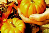 Jack Be Little Pumpkin Seeds