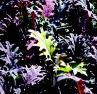 Red Russian Kale Seeds