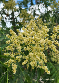 Soapberry (Sapindus saponaria var. drummondii)