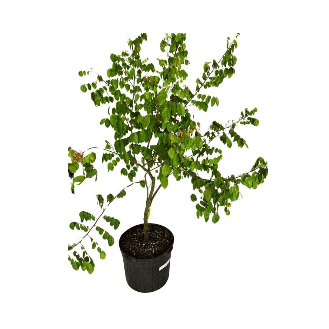 Arkin Star fruit Carambola Fruit Tree, Grafted
