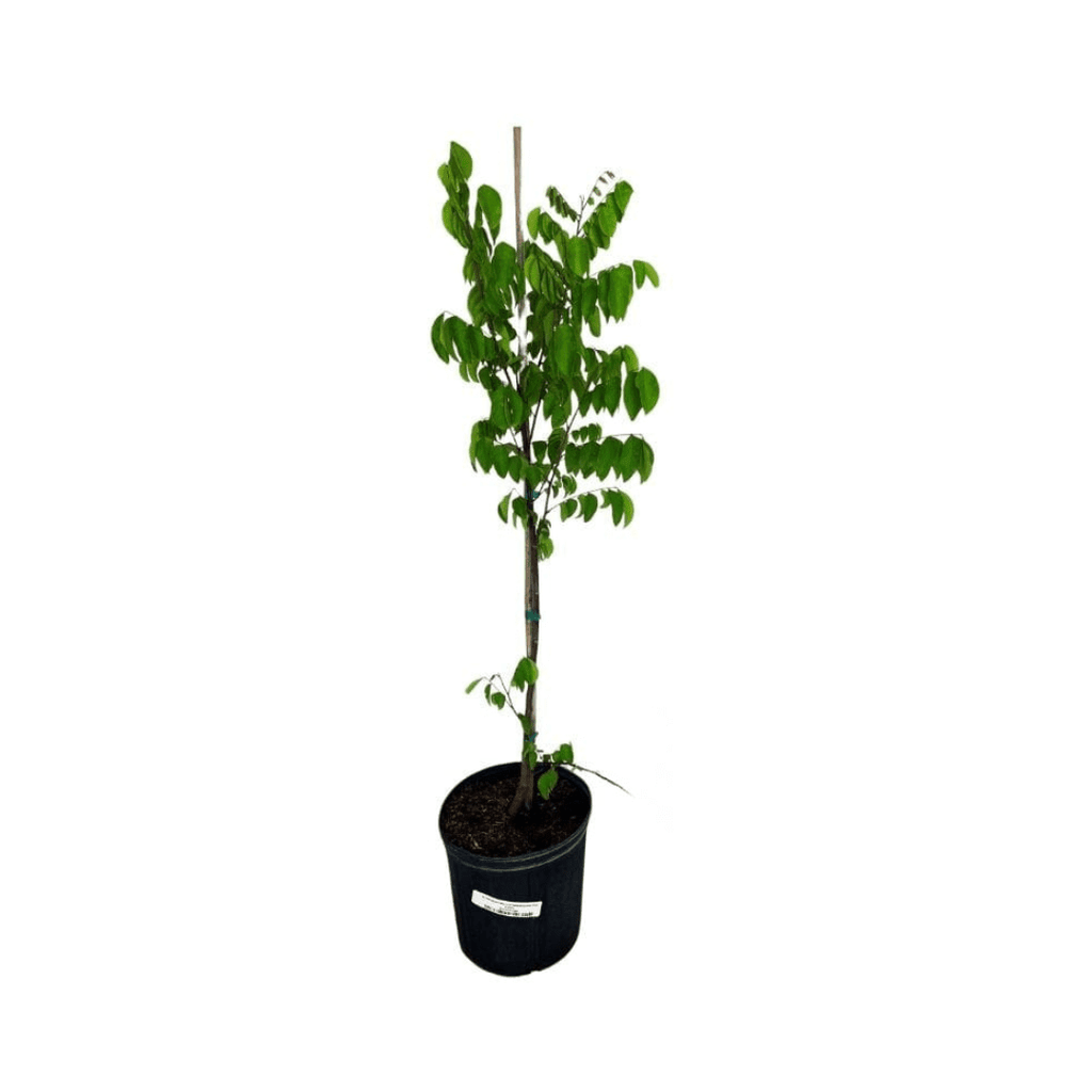 Arkin Star fruit Carambola Fruit Tree, Grafted