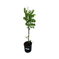 Arkin Star fruit Carambola Fruit Tree, Grafted