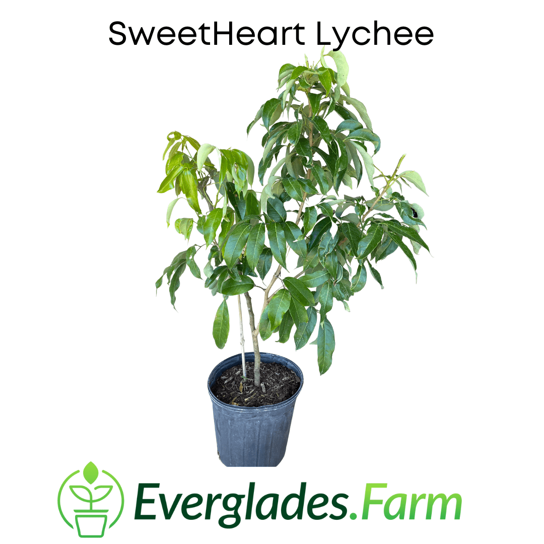 lychee house plant SweetHeart Lychee Tree 2-3 feet & 3-gal