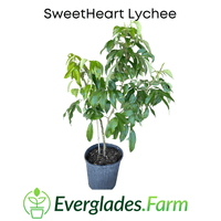 SweetHeart Lychee Tree