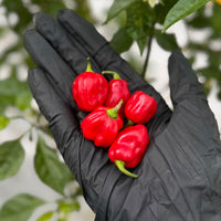 Tobago Seasoning Pepper Seeds (Non-Isolated)