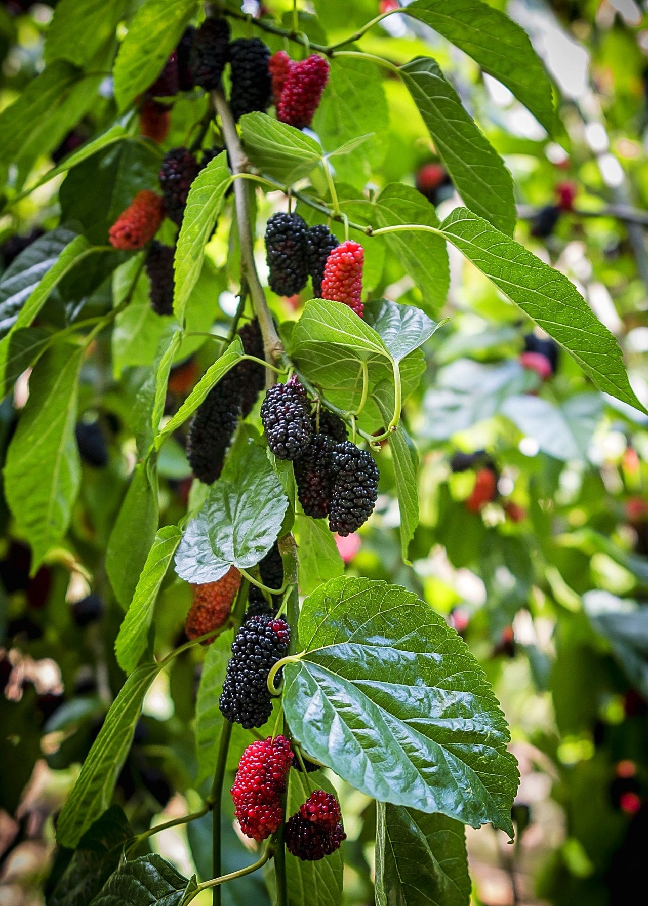 Mulberry 'Everbearing' (Morus nigra)