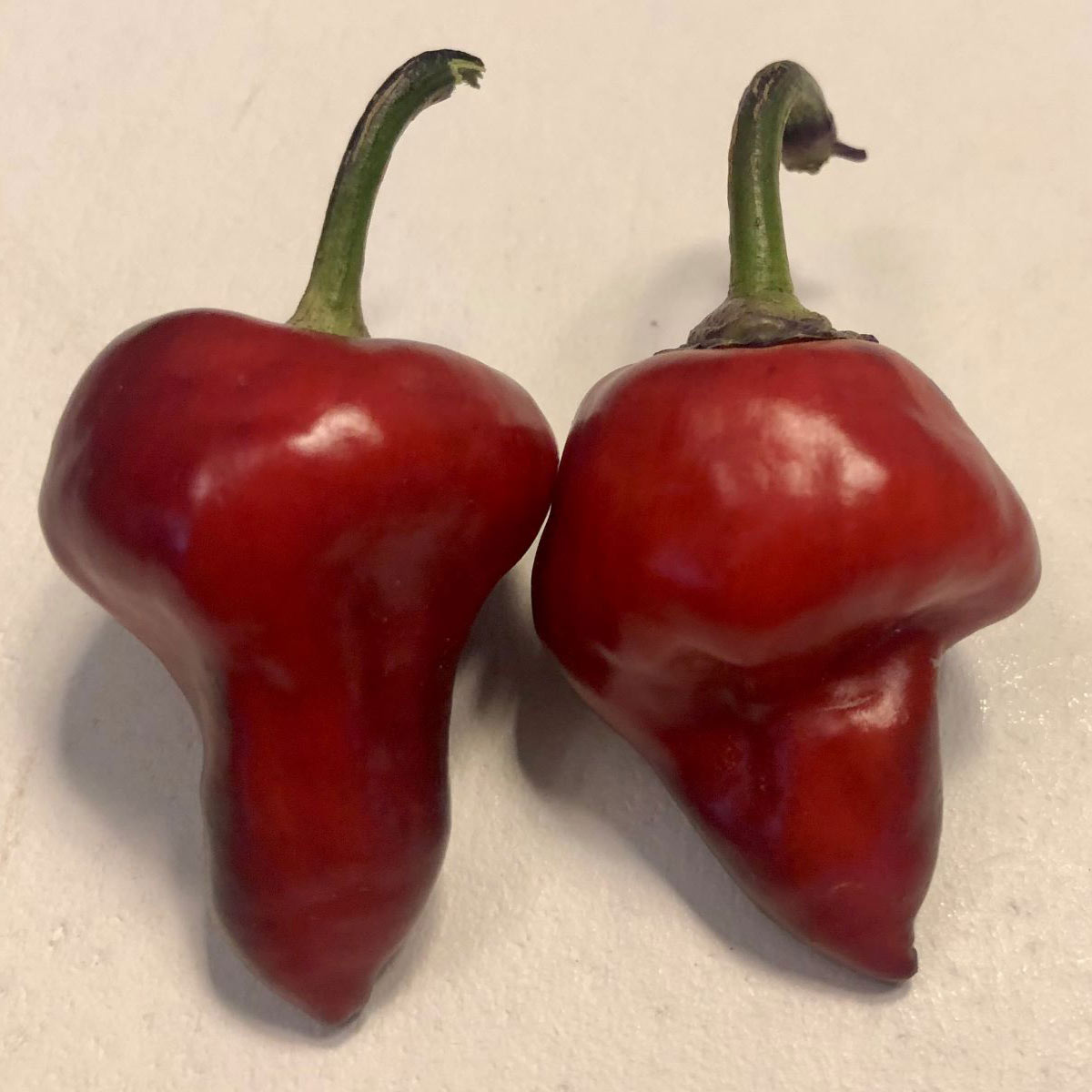 Purple UFO Pepper Seeds