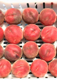 Peach 'UF One' (Prunus persica)