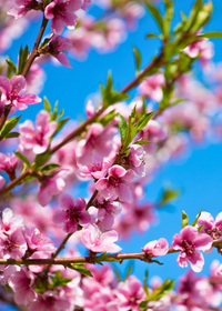 Peach 'UF One' (Prunus persica)
