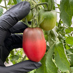 Ukrainian Purple Tomato Seeds