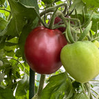 Ukrainian Purple Tomato Seeds