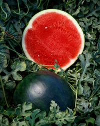 Eclipse Seedless Hybrid Watermelon Seeds