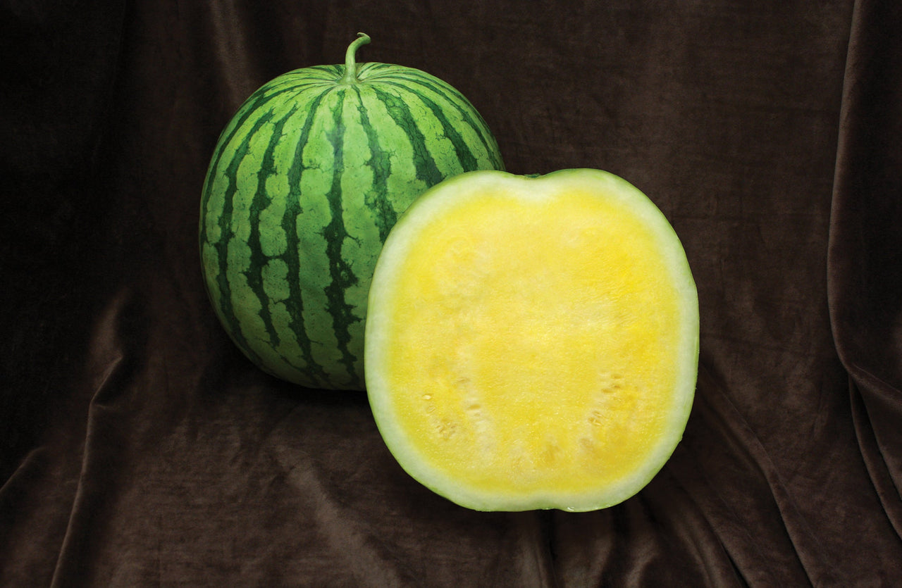 Yellow Buttercup Seedless Hybrid Watermelon Seeds