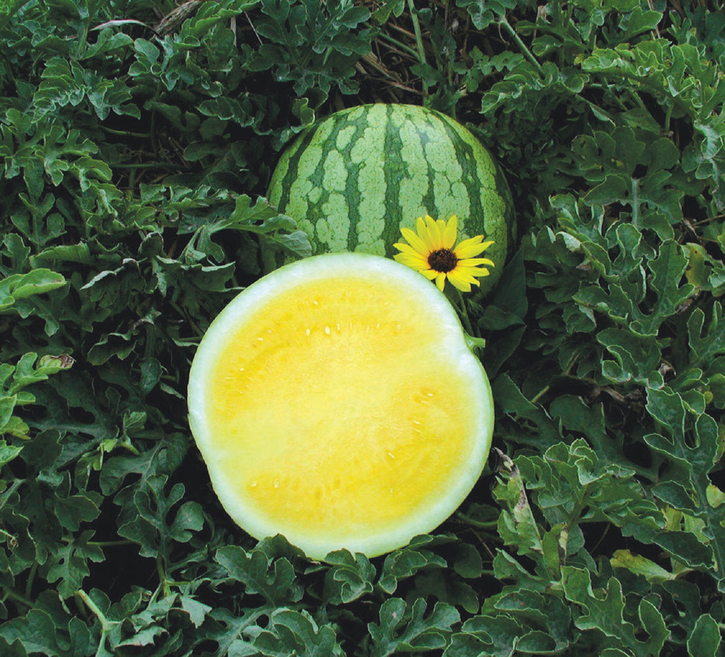 Yellow Buttercup Seedless Hybrid Watermelon Seeds