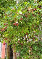 Hojas de Salat (Neea psychotrioides)