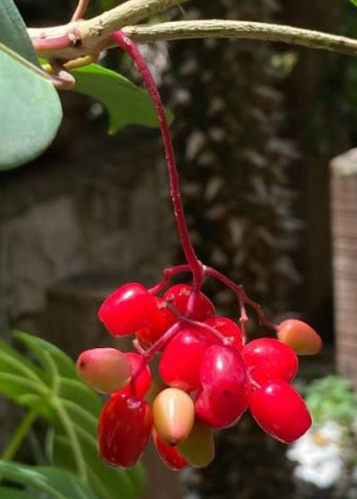 Hojas de Salat (Neea psychotrioides)