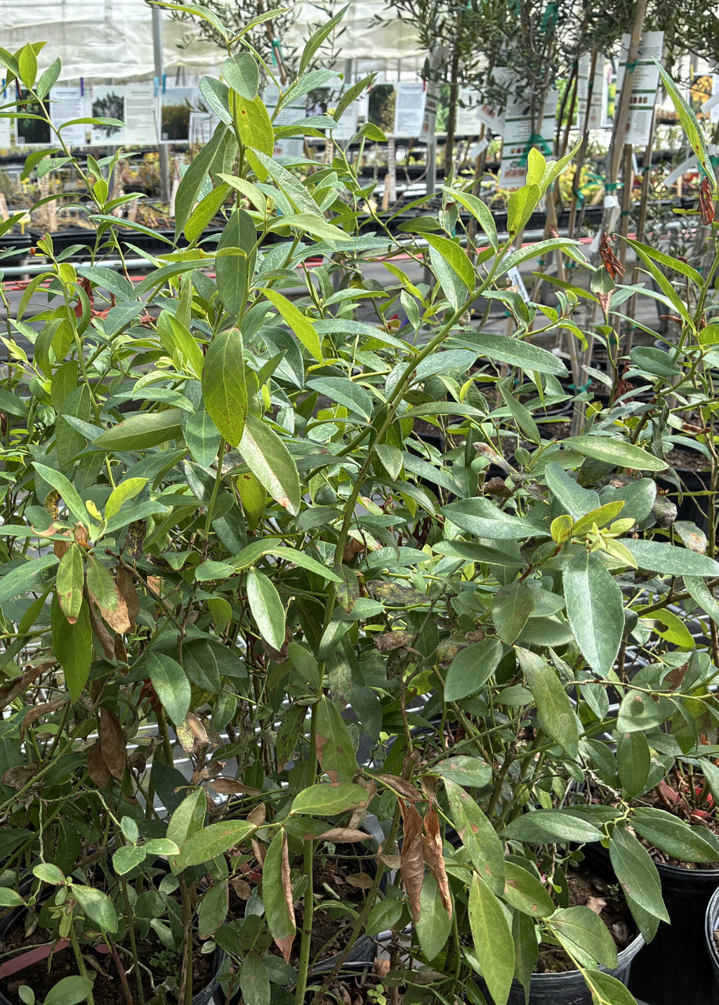 Blueberry 'Pink Lemonade' (Vaccinium corymbosum 'Pink Lemonade')
