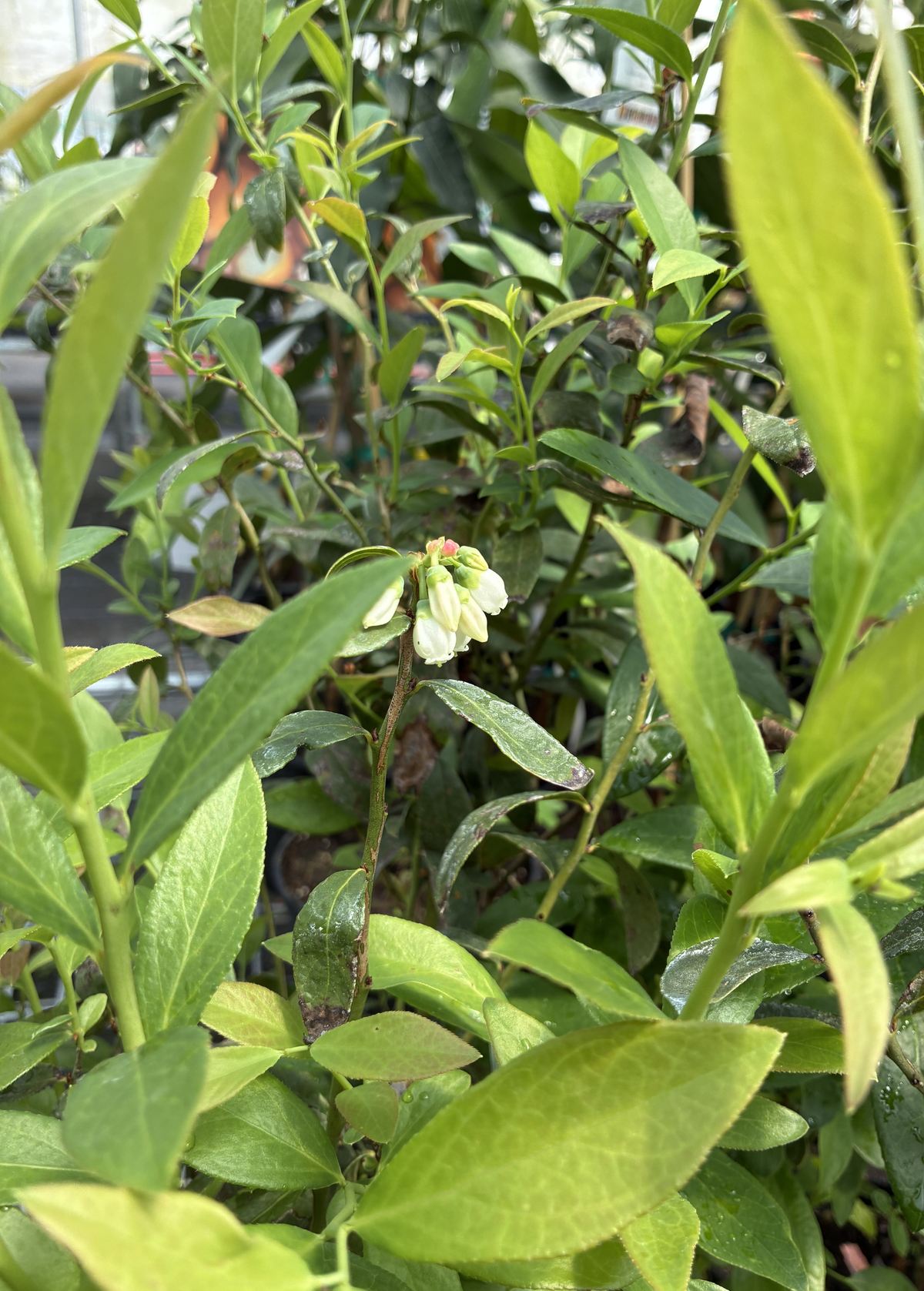 Blueberry 'Pink Lemonade' (Vaccinium corymbosum 'Pink Lemonade')