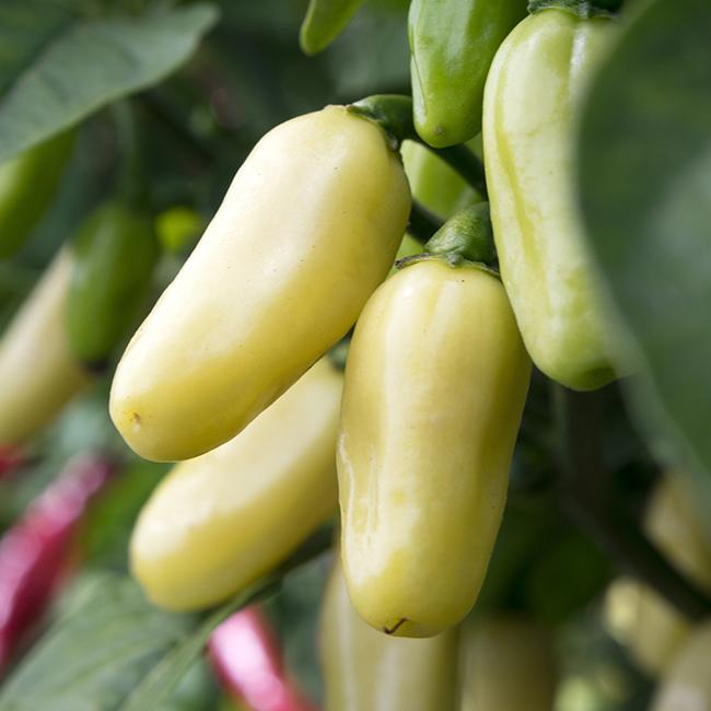 White Habanero Pepper Seeds