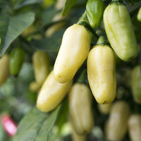 Thumbnail for White Habanero Pepper Seeds