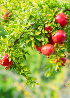Pomegranate 'Wonderful' (Punica granatum)
