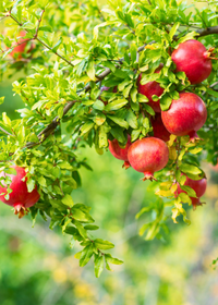 Pomegranate 'Wonderful' (Punica granatum)
