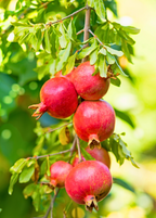 Pomegranate 'Wonderful' (Punica granatum)