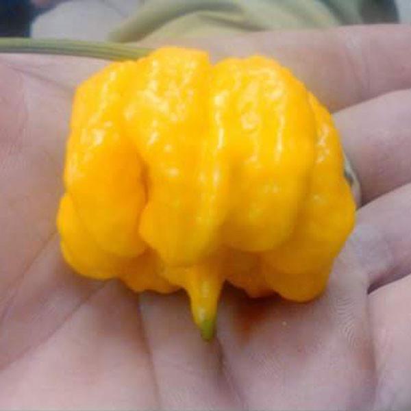 Yellow Reaper Pepper Seeds