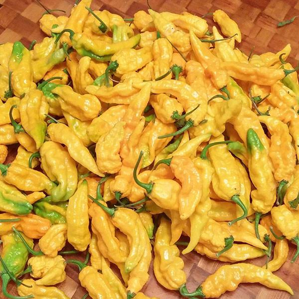 Yellow Ghost (Bhut Jolokia) Pepper Seeds