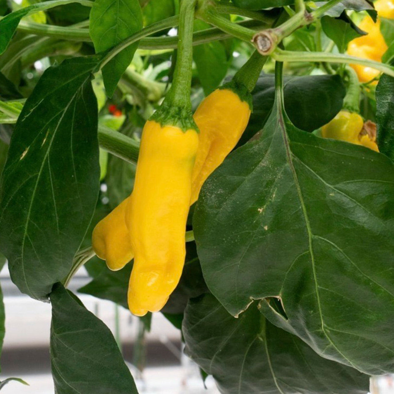 Yellow Peter Pepper Seeds (Non-Isolated)