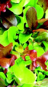 Zesty Mesclun Mix Seeds