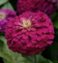 Zesty Purple Hybrid Zinnia Seeds