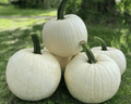 Abominable Hybrid Pumpkin Seeds