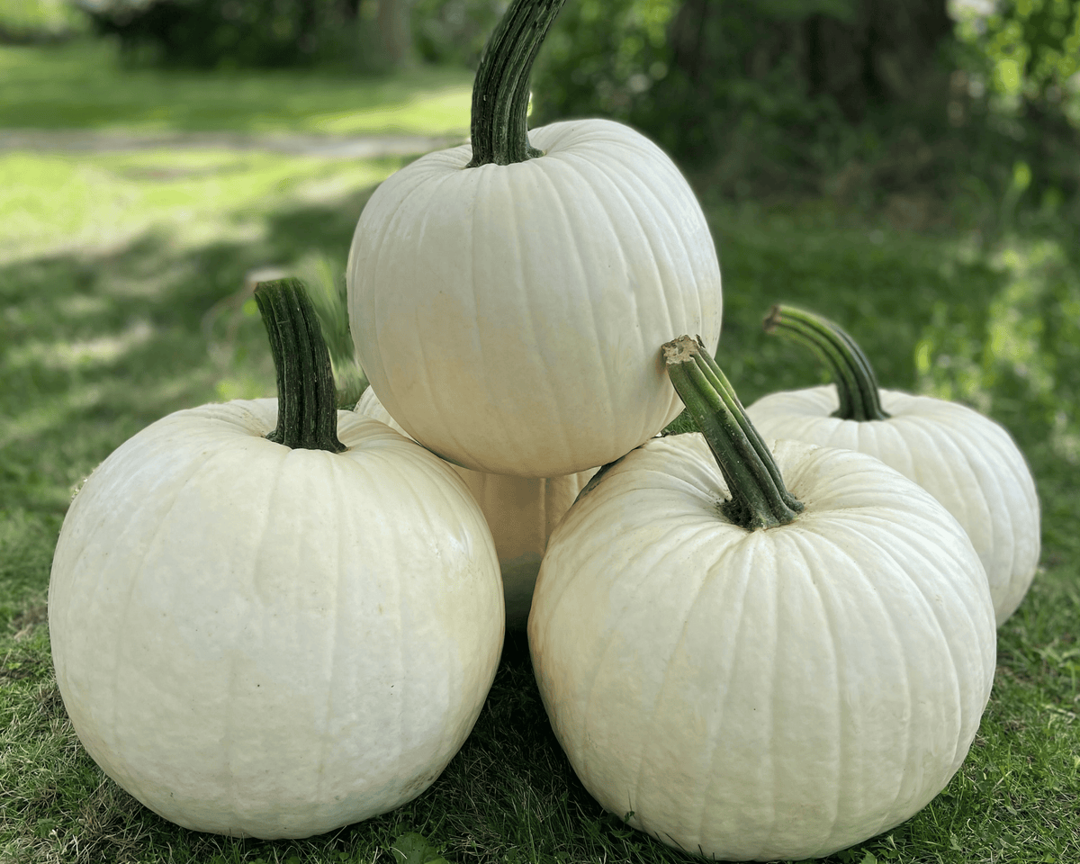 Abominable Hybrid Pumpkin Seeds