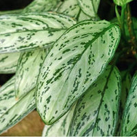 Aglaonema Queen | Chinese Evergreen | Low Maintenance House Plant in 6