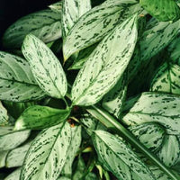 Aglaonema Silver Queen | Chinese Evergreen | Low Maintenance House Plant in 6