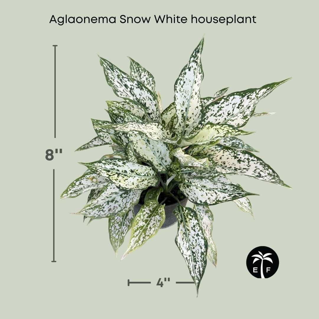 snow white indoor plant Aglaonema Snow White Houseplant Elegant and Low Maintenance 6" Container