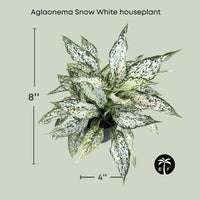 Aglaonema Snow White Houseplant Elegant and Low Maintenance 6