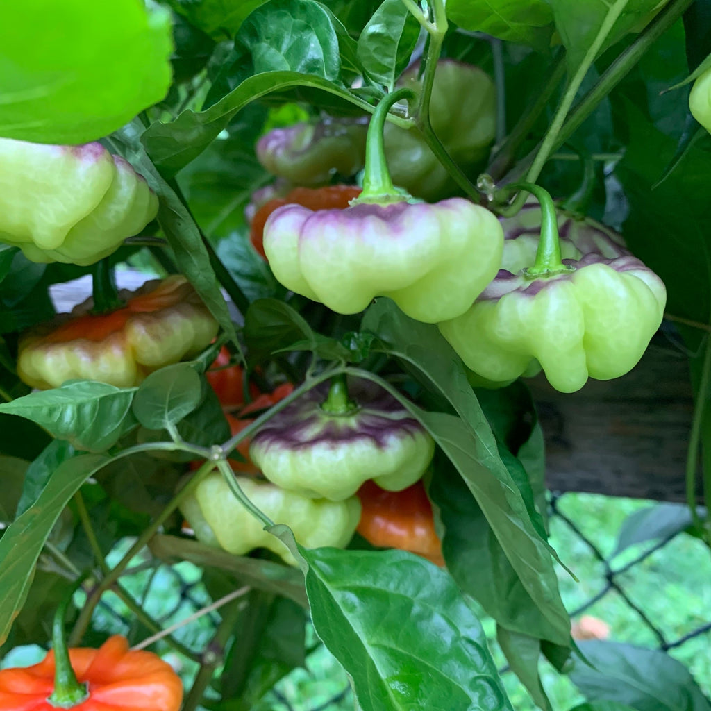 Aji Cachucha Purple Splotched - Seeds