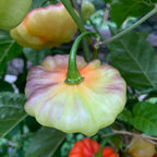 Aji Cachucha Purple Splotched - Seeds