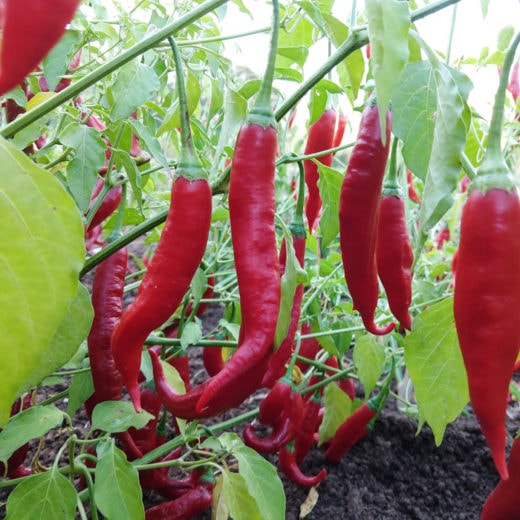 Aji Colorado Pepper Seeds