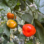 Aji Dulce Orange - Seeds