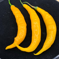 Aji Guyana - Seeds - The Pepper Pantry (Formerly Marie Sharp's)